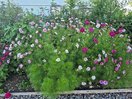 Beautiful flowers