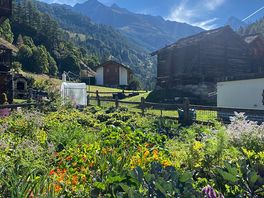 Veg garden in local garden
