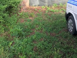 More weeds