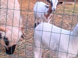 Goats on site