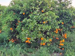 Lovely walks amongst orange groves