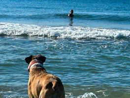Dog friendly