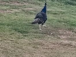 Our little friend