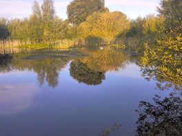 Beautiful morning with a swan visitor