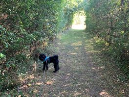 Walk