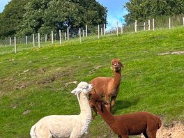 Lovely alpacas