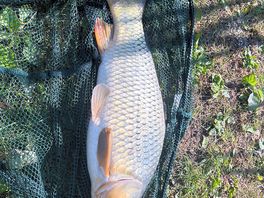 Carp