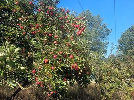 Gorgeous apple trees