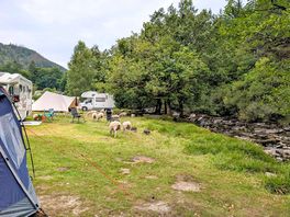 The grass area we pitched on plus some of the sheep that live on site