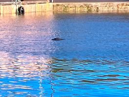 Seal in the harbour