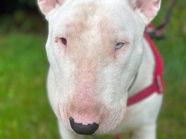 Bryn the dog