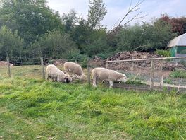 Some of the neighbours!
