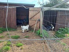 Goats!
