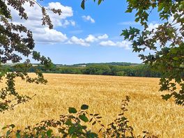 Our view over hills and fields full of corn ready to be harvesting.