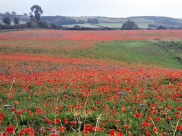 Poppies from a nearby footpath.