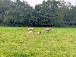 Sheep!