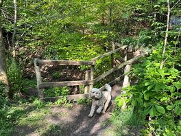 Using the on site dog walk