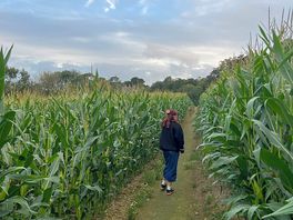 Cornfields !