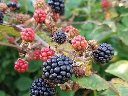 Wild backberries lining the fields in early september.