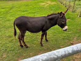 Lovely donkey