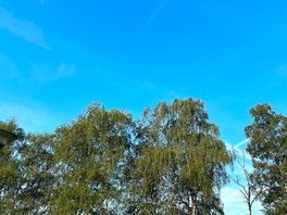 Pine trees