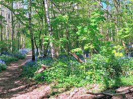 Beautiful bluebell woodland