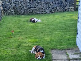 Garden area, perfect for dogs