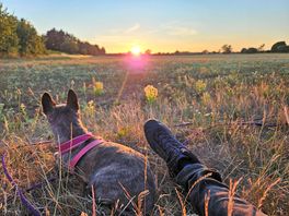 Little walk away catch catch sunset and see deer running across
