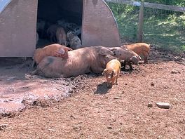 Pigs