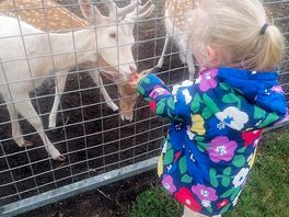 Feeding the deer