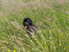 Where’s my ball gone?
