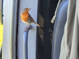 Lovely visit from robin every day.