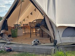 Bude the pug feeling at home