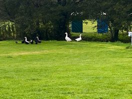 Ducks or geese!