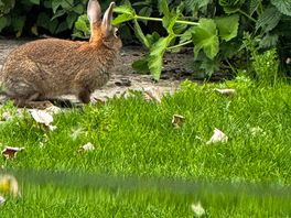 Mr rabbit