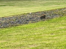 Wild rabbits
