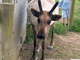 Rudy reindeer