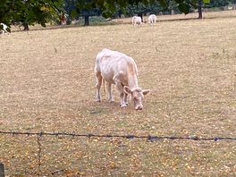 Local cattle