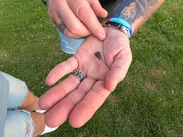Wildlife