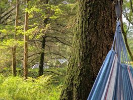 View from the hammock at the pond
