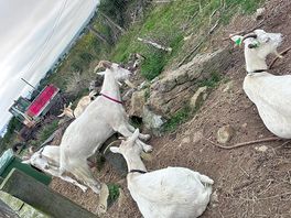 The goats