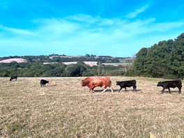 View of cows