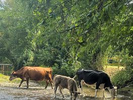 There is a barrier but we liked watching the cows come down for a drink and cool off.