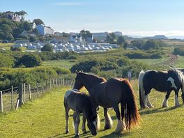 Ponies