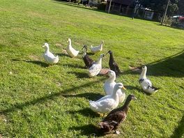 Ducks