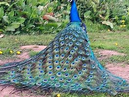 Pete the peacock who is always on site, this beautiful animal could be seen all the time