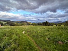 Dog walking field