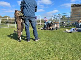 Goat yoga