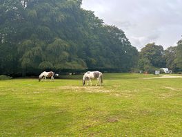 Horses wandering through the campsite