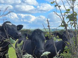 These are the cows living just opposite the campsite.